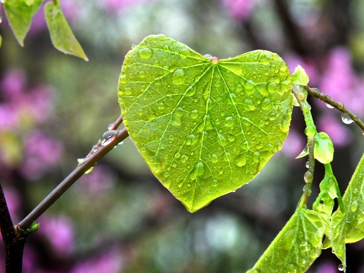 heart-leaf-rain